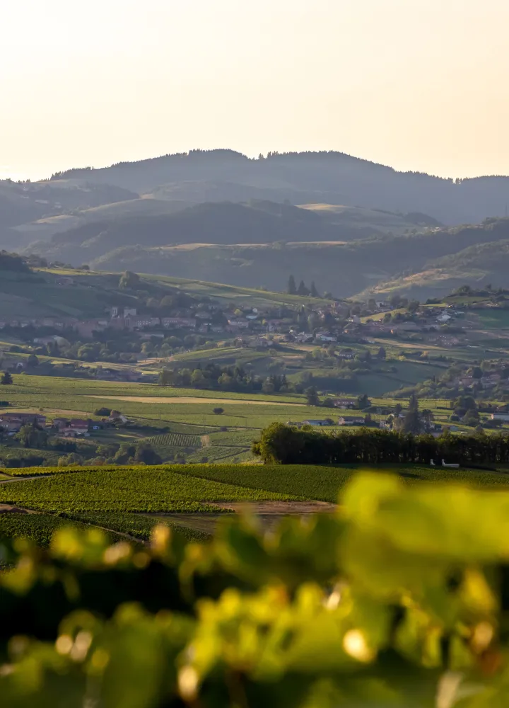 Vignoble du Beaujolais © etienne_ramousse_destination_beaujolais