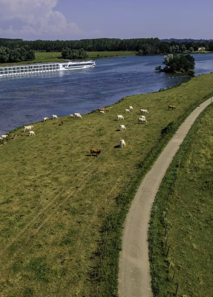 Vaches le long de la Saône et de la voie verte de La Voie Bleue