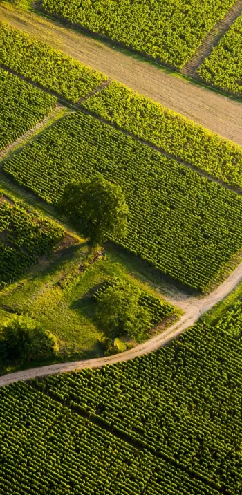 Vignoble du Mâconnais