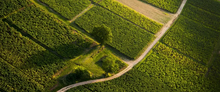 Vignoble du Mâconnais