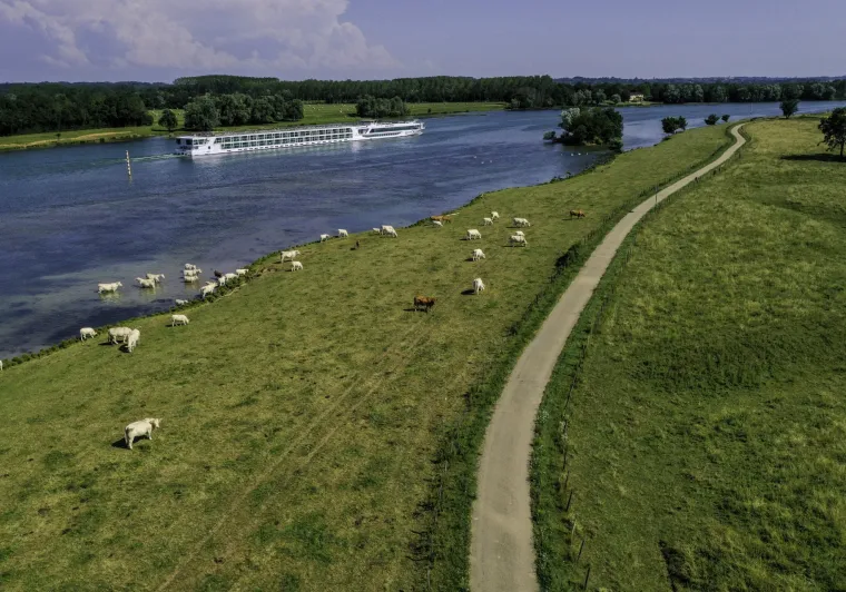 Vaches le long de la Saône et de la voie verte de La Voie Bleue