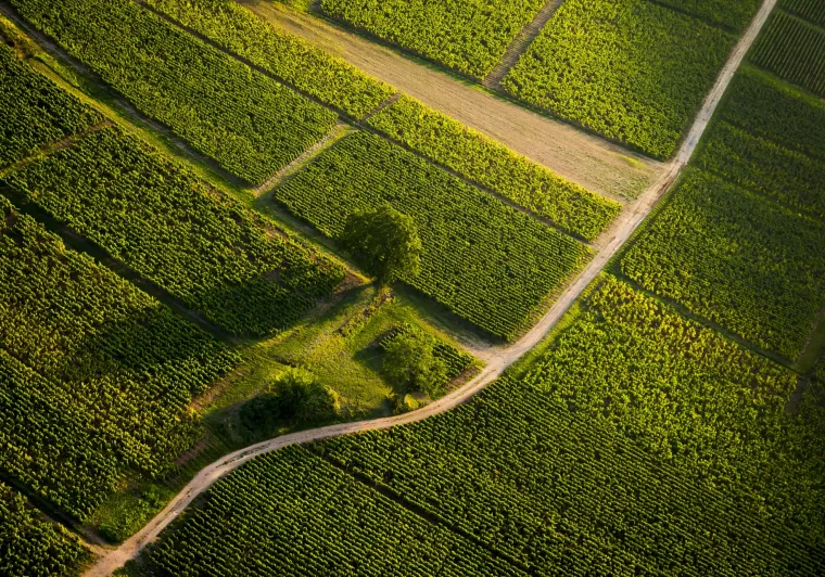 Vignoble du Mâconnais